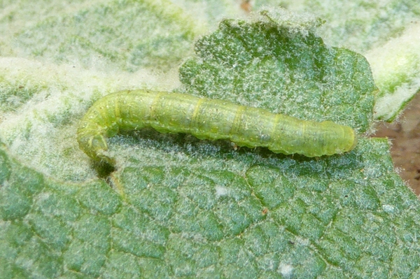 Camptogramma bistrigata